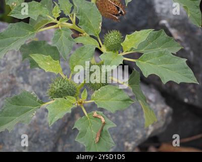 Datura stramonium, Thorn Apple Foto Stock