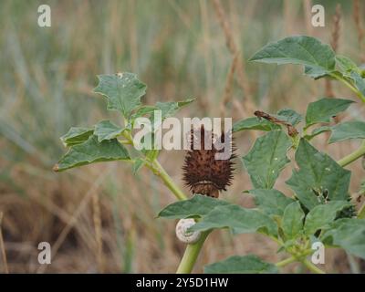 Datura stramonium, Thorn Apple Foto Stock