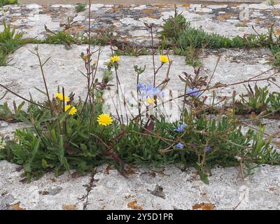 Catsear comune e cicoria comune che crescono in crepe del muro del porto Foto Stock