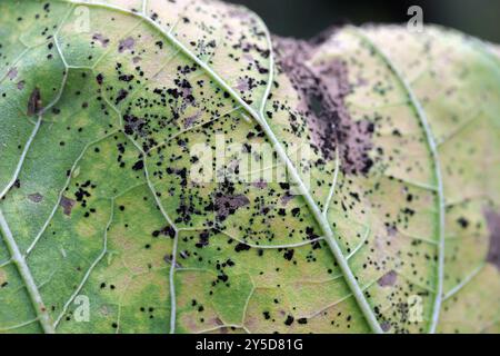 Ruggine della foglia di girasole. Una malattia fungina di girasoli causata da Puccinia helianthi Foto Stock