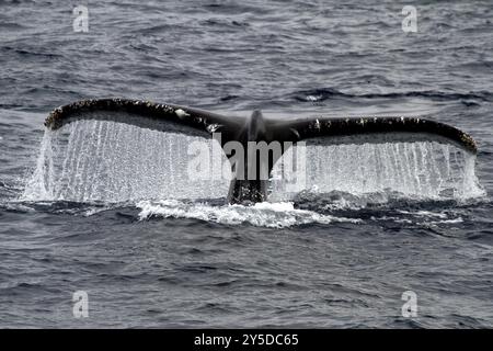 Megattere (Megaptera novaengliae) fluke nell'Oceano meridionale, Antartide, pinna caudale, Antartide Foto Stock