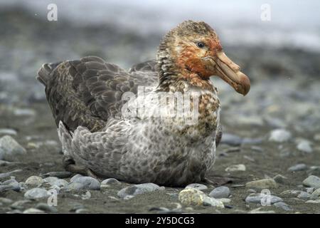 Northern Giant Petrel (Macronectes halli), su Prion Island, Georgia del Sud Antartide, Prion Island, Georgia del Sud, Antartide Foto Stock