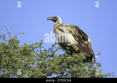 Avvoltoio bianco, (Gyps africanus), riposante al mattino Kalahari Gemsbok NP, Sudafrica, cielo blu, persico, Africa Foto Stock