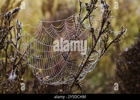 Dewdrops appesi su una ragnatela al mattino, Europa, Svezia, ragnatela in bicicletta, Europa Foto Stock