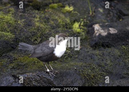 Dipper dalla gola bianca, (cinclus cinclus), foraggiamento, biotiop, habitat, parco nazionale della foresta bavarese, Repubblica federale di Germania Foto Stock