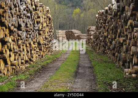 Deposito di legno, legname, taglio del legno, silvicoltura, pali di legno, taglio del legno, pali di legno, woodyard Foto Stock