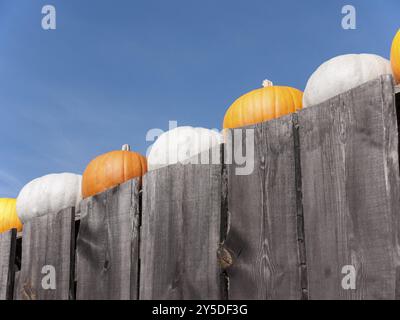 La zucca, un vegetale ricco di specie in autunno, qui nella varietà di zucca da giardino Foto Stock