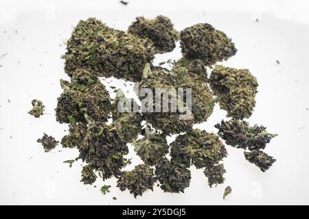 US Medical marijuana germogli di cannabis a closeup su bianco sfondo studio in california Foto Stock