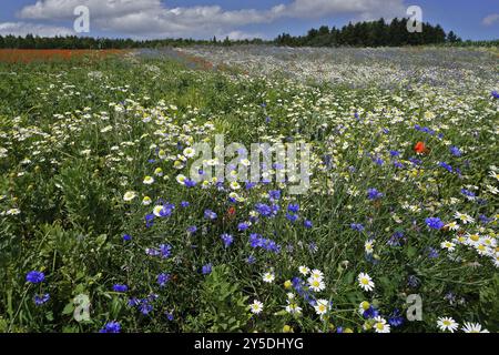 Blumenwiese mit Kamille, Kornblume und Klatschmohn auf der Schwaebischen Alb, Baden-Wuerttemberg, Germania, prato di fiori con camomilla, fiordaliso e. Foto Stock