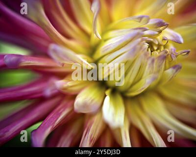 Fiore di un dahlia in estate in giallo e viola Foto Stock