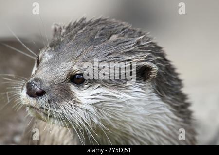 Ritratto di una lontra asiatica con un piccolo artiglio Ritratto di una lontra asiatica con un piccolo artiglio Foto Stock