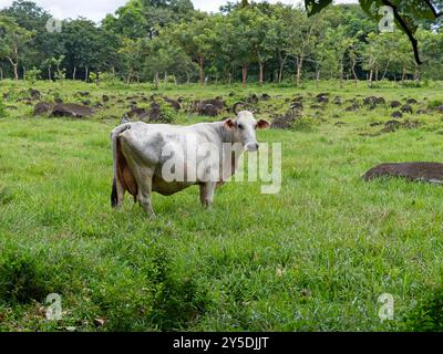 Mucca in un pascolo a Chiriquí, Panama Foto Stock