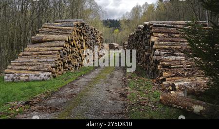 Deposito di legno, legname, taglio del legno, silvicoltura, pali di legno, taglio del legno, pali di legno, woodyard Foto Stock