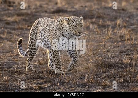 Un leopardo alla luce del mattino attraversa la savana ancora fredda e umida Foto Stock