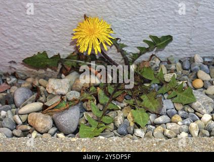 Loewenzahn, Taraxum officinale, dente di leone, waechst zwischen Kieselsteinen un einer Hauswand, cresce tra i ciottoli su un muro di casa Foto Stock