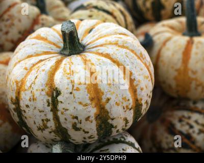 Zucca, una verdura ricca di specie in autunno, qui nella variante Sweet Lightning Foto Stock