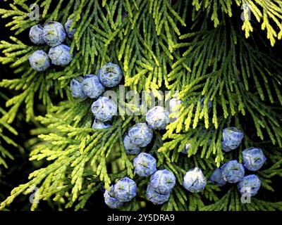 Thuja con i coni, non ancora maturo Foto Stock