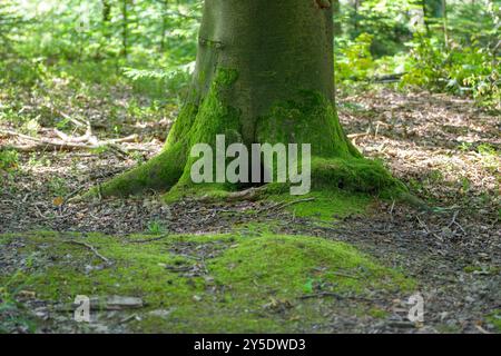 Un tronco d'albero coperto di muschio si erge alto in una tranquilla foresta, con le sue radici che si estendono sul fondo della foresta. Foto Stock