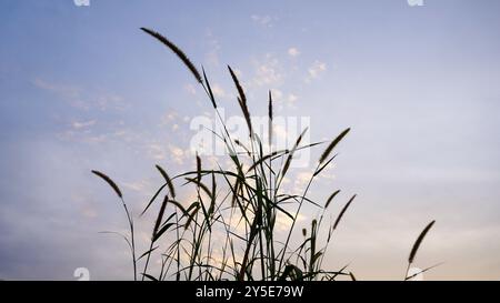 Setaria italica. Il miglio è un granello piccolo che appartiene alla famiglia dell'erba. Resistente agli ambienti difficili, è comunemente coltivato in Asia e AFR Foto Stock