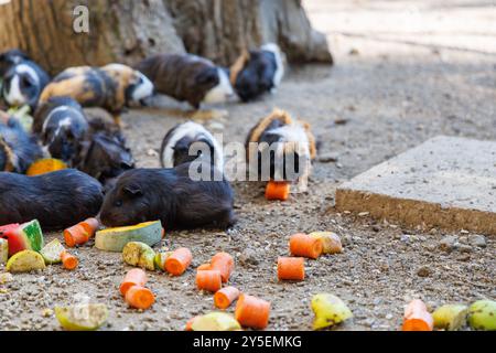 Un gruppo di porcellini d'India viene raccolto intorno a un variopinto assortimento di frutta e verdura, che si sgranocchiano felicemente in una luminosa area all'aperto. L'impostazione è li Foto Stock