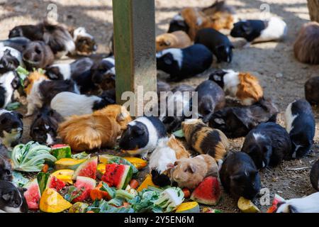 Un gruppo di porcellane d'India che si nutrono e si sgranocchiano felicemente con un assortimento di verdure fresche colorate in un'area soleggiata e erbosa. La scena cattura la loro p Foto Stock