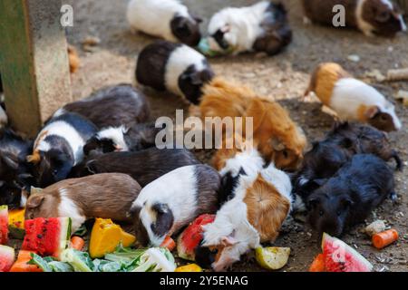 Un grande gruppo di porcellini d'India viene raccolto a terra, sgranocchiando felicemente un variopinto assortimento di verdure e frutta fresca. L'ambiente esterno Foto Stock