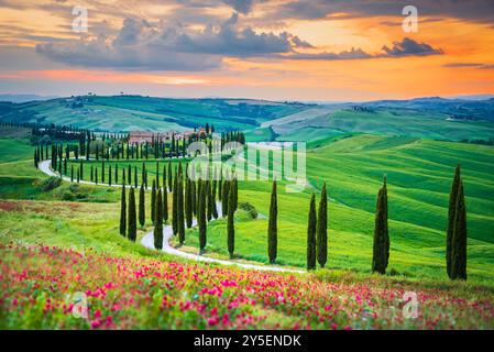 Toscana, Crete Senesi. Colline ondulate, sentieri fiancheggiati da cipressi, tramonti nebbiosi e campi verdi, creano un paesaggio tranquillo in Italia. Foto Stock