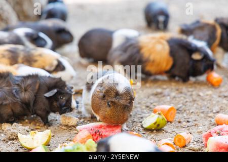 Un gruppo di porcellini d'India è felice di sgranocchiare un assortimento di frutta e verdura fresca, circondati da prodotti colorati. La scena cattura la gioia Foto Stock