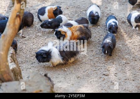 Un gruppo di porcellane d'India si allena nel cortile di una struttura per la cura degli animali domestici, sgranocchiando felicemente le verdure fresche. Il sole splende luminoso, creando un'atmosfera vivace Foto Stock