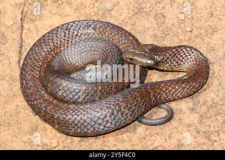 Serpente australiano della tigre orientale altamente velenoso Foto Stock