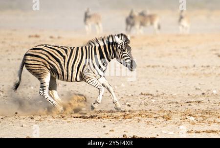 Zebre adattate al deserto in Namibia, Africa Foto Stock