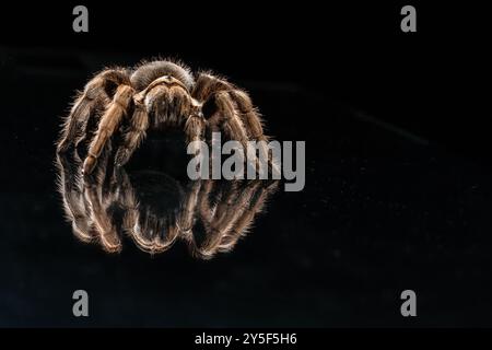 Primo piano del ragno tarantola (Theraphosidae) che cammina su sfondo nero riflettente. Foto Stock