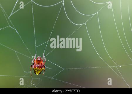 Donna Arrowhead Orb Weaver Spider (Verrucosa arenata) su web - Brevard, North Carolina, USA Foto Stock