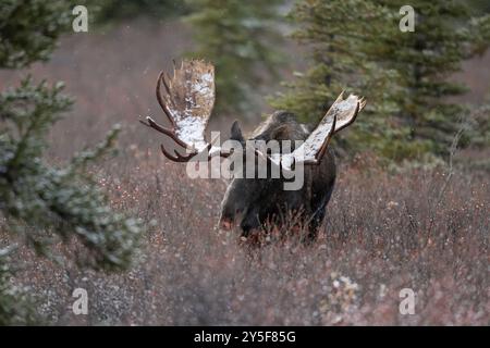 Alce di toro con grosse corna nel Rut, Denali National Park, Alaska Foto Stock