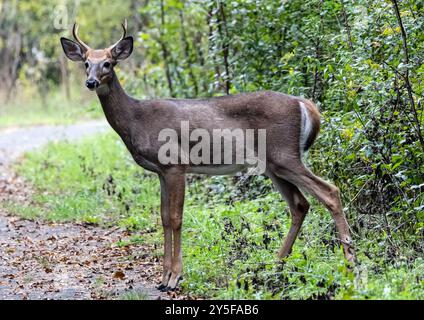 Primo piano di un giovane cervo dalla coda bianca che guarda la telecamera in una radura boschiva, Ontario, Canada Foto Stock