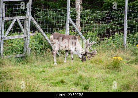 Caribou al Salmonier Nature Park sulla NL 90 a Holyrood, Terranova & Labrador, Canada Foto Stock