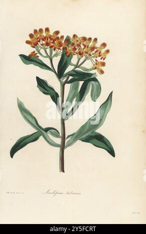 Erbaccia farfalla o erba di rondine tuberosa, Asclepias tuberosa. Originario del Nord America. Illustrazione botanica a colori disegnata e incisa da Frederick William Smith da Joseph Paxton's Magazine of Botany, and Register of Flowering Plants, volume 2, W.S. Orr, Londra, 1836. Foto Stock