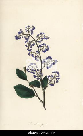 Ceanothus caeruleus. Ceanothus a fiore azzurro, Ceanothus azureus. Introdotto dal nurseryman George Loddiges. Illustrazione botanica a colori disegnata e incisa da Frederick William Smith da Joseph Paxton's Magazine of Botany, and Register of Flowering Plants, volume 2, W.S. Orr, Londra, 1836. Foto Stock