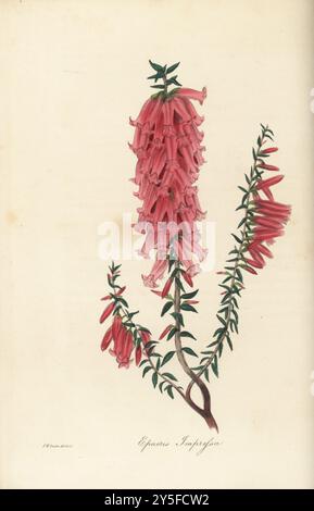 Salute comune o epacris impressionato, Epacris impressa. Nativo della Terra di Van Diemen, New Holland, Tasmania, Australia. Trovato dal cacciatore di piante inglese William Baxter per il vivaio John Bain Mackey di Clapton. Illustrazione botanica a colori disegnata e incisa da Frederick William Smith da Joseph Paxton's Magazine of Botany, and Register of Flowering Plants, volume 2, W.S. Orr, Londra, 1836. Foto Stock