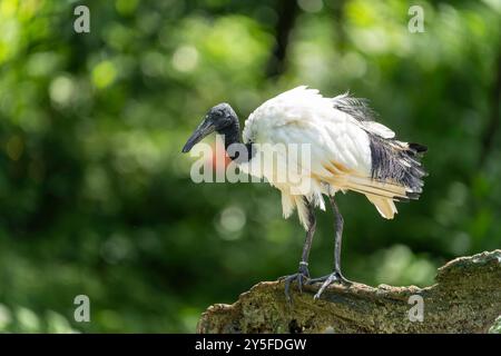 Ibis dalla testa nera seduto su una roccia Foto Stock