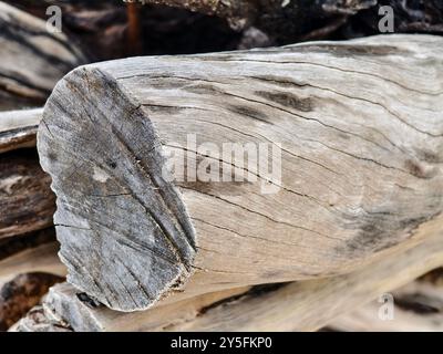 Un grande mucchio di legno di mare si trova sulla cima di una splendida spiaggia di sabbia Foto Stock