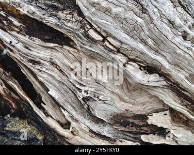 Un grande mucchio di legno di mare si trova sulla cima di una splendida spiaggia di sabbia Foto Stock