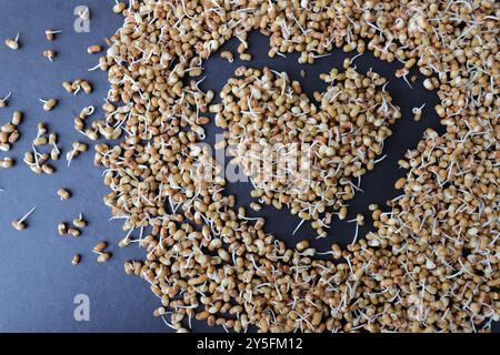 Matki appena germogliato, noto anche come fagioli di falena. Piccoli legumi bruni comunemente usati nella cucina indiana. Ricco di nutrienti, ricco di proteine. Foto Stock