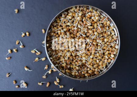 Matki appena germogliato, noto anche come fagioli di falena. Piccoli legumi bruni comunemente usati nella cucina indiana. Ricco di nutrienti, ricco di proteine. Foto Stock