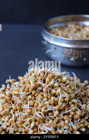 Matki appena germogliato, noto anche come fagioli di falena. Piccoli legumi bruni comunemente usati nella cucina indiana. Ricco di nutrienti, ricco di proteine. Foto Stock