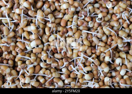 Matki appena germogliato, noto anche come fagioli di falena. Piccoli legumi bruni comunemente usati nella cucina indiana. Ricco di nutrienti, ricco di proteine. Foto Stock