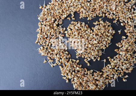 Matki appena germogliato, noto anche come fagioli di falena. Piccoli legumi bruni comunemente usati nella cucina indiana. Ricco di nutrienti, ricco di proteine. Foto Stock