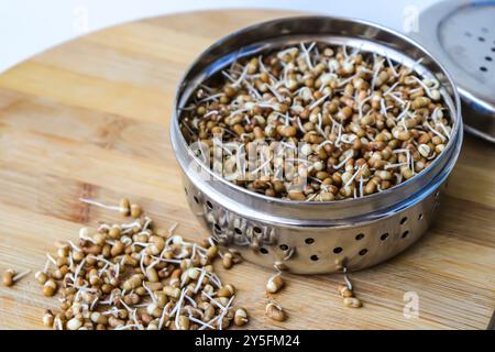 Matki appena germogliato, noto anche come fagioli di falena. Piccoli legumi bruni comunemente usati nella cucina indiana. Ricco di nutrienti, ricco di proteine. Foto Stock