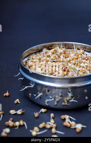 Matki appena germogliato, noto anche come fagioli di falena. Piccoli legumi bruni comunemente usati nella cucina indiana. Ricco di nutrienti, ricco di proteine. Foto Stock