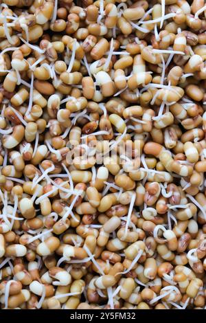 Matki appena germogliato, noto anche come fagioli di falena. Piccoli legumi bruni comunemente usati nella cucina indiana. Ricco di nutrienti, ricco di proteine. Foto Stock